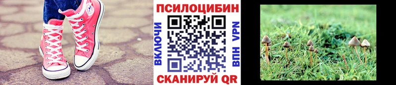 Псилоцибиновые грибы мицелий  Ставрополь 